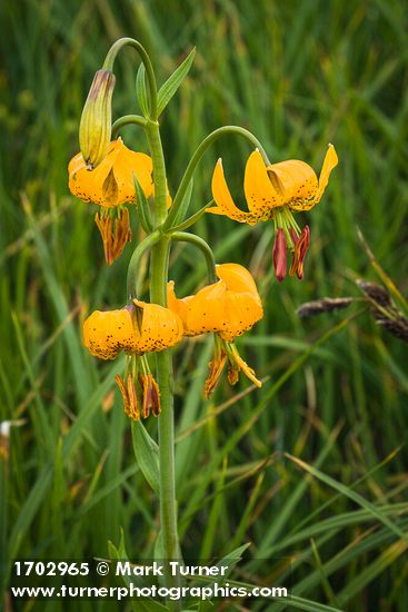 Columbia Lily blossoms