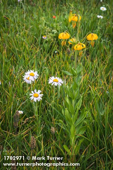 Columbia Lily & Wandering Daisies