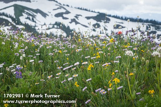 Wandering Daisies, Mountain Arnica, American Bistort, Broadleaf Lupines in meadow w/ snow-covered ridge soft bkgnd