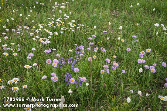 Wandering Daisies,  Broadleaf Lupines in meadow