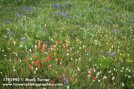 Giant Red Paintbrush, American Bistort, Wandering Daisies, Broadleaf Lupines in meadow
