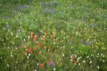 Giant Red Paintbrush, American Bistort, Wandering Daisies, Broadleaf Lupines in meadow