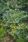Mountain Arnica, Broadleaf Lupines, Sitka Valerian, Giant Red Paintbrush at base of Subalpine Fir