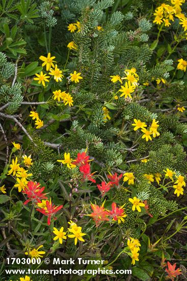 Giant Red Paintbrush, Mountain Arnica among branches of Subalpine Fir