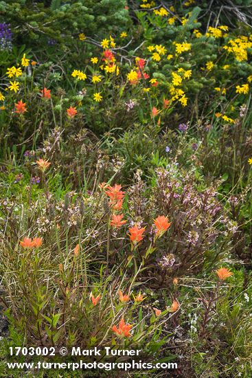Giant Red Paintbrush, Sickletop Lousewort, Mountain Arnica at base of Subalpine Fir