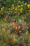 Giant Red Paintbrush, Sickletop Lousewort, Mountain Arnica at base of Subalpine Fir