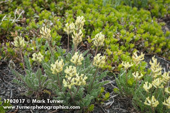 Common False Locoweed