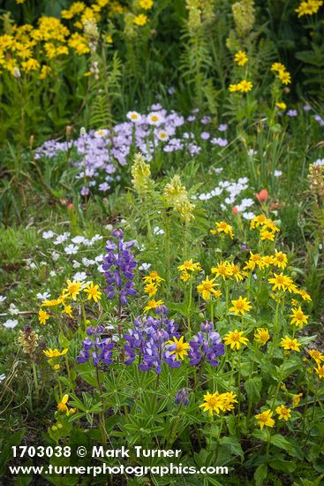 Broadleaf Lupines, Mountain Arnica, Towering Lousewort, Spreading Phlox