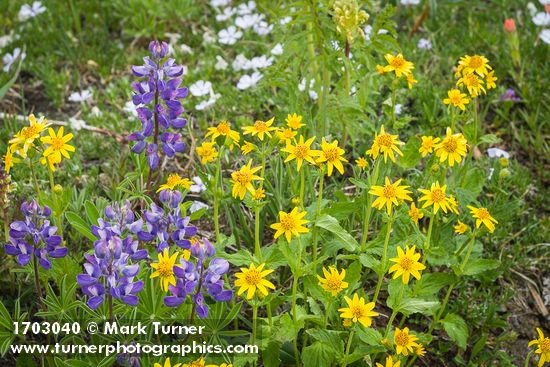 Broadleaf Lupines w/ Mountain Arnica