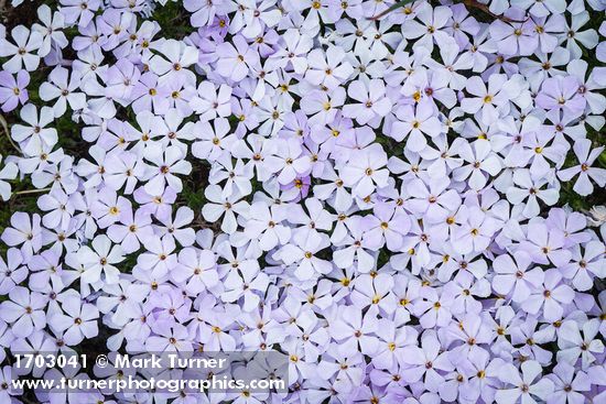 Spreading Phlox blossoms