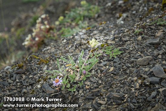 Arctic Aster on scree w/ Common False Locoweed