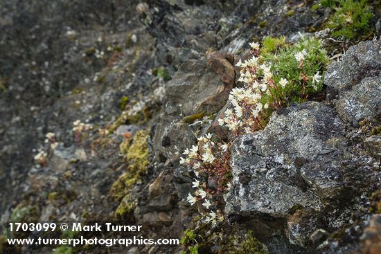 Spotted Saxifrage