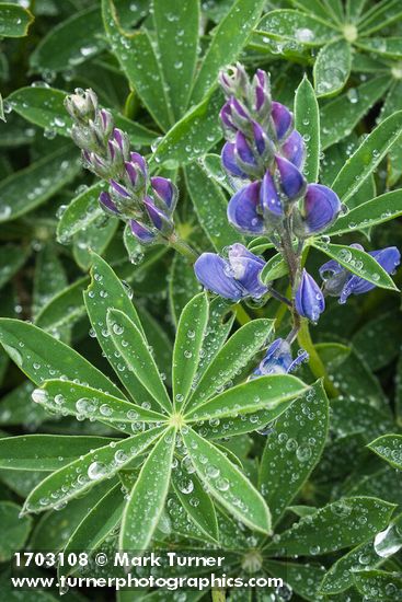 Broadleaf Lupine w/ raindrops on foliage