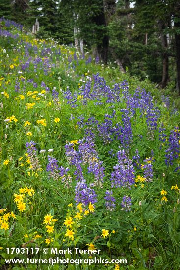 Broadleaf Lupines, Mountain Arnica, American Bistort