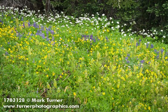 Towering Lousewort, Mountain Arnica, Broadleaf Lupines in meadow w/ Subalpine Firs bkgnd