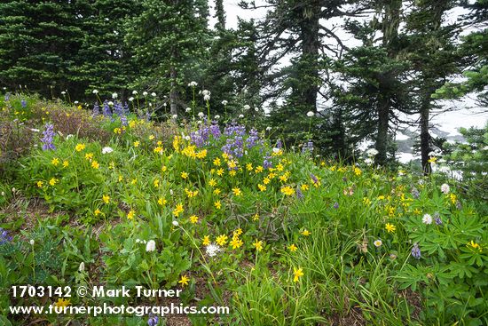Mountain Arnica, Broadleaf Lupines, American Bistort, Sitka Valerian w/ Subalpine Firs bkgnd