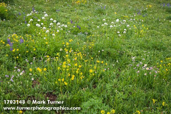 Mountain Arnica, Sitka Valerian, Wandering Daisies, Broadleaf Lupines in alpine meadow
