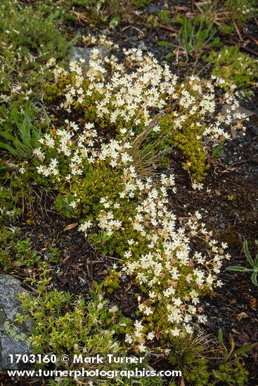Spotted Saxifrage