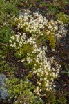 Spotted Saxifrage