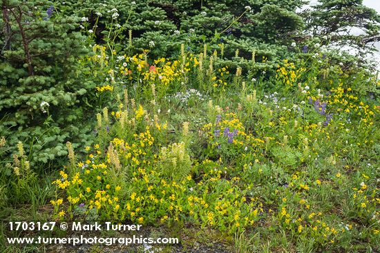 Mountain Arnica, Towering Lousewort, Broadleaf Lupines at base of Subalpine Fir