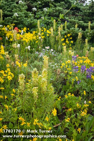 Towering Lousewort among Mountain Arnica w/ Broadleaf Lupines, Subalpine Fir soft bkgnd