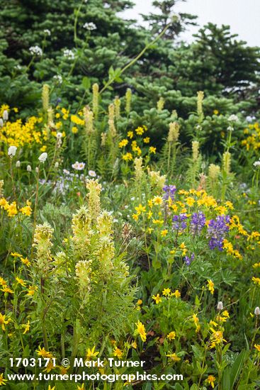 Towering Lousewort among Mountain Arnica w/ Broadleaf Lupines, Subalpine Fir soft bkgnd