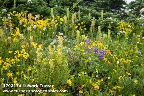 Towering Lousewort among Mountain Arnica w/ Broadleaf Lupines, Subalpine Fir soft bkgnd
