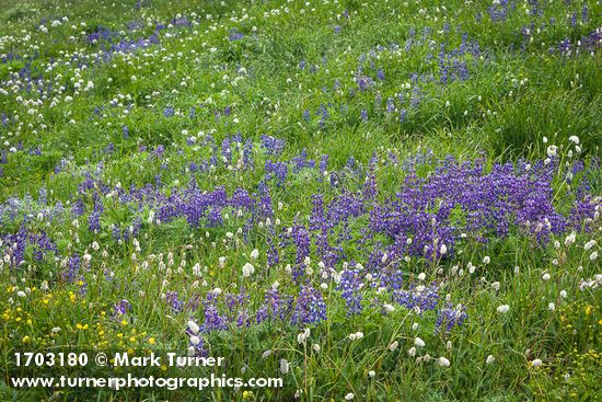 Broadleaf Lupines, American Bistort in meadow