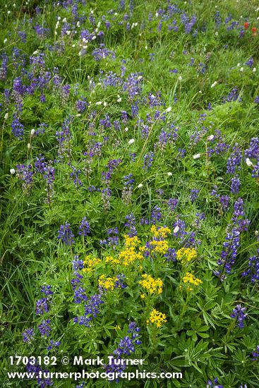 Arrowleaf Goundsel, Broadleaf Lupines, American Bistort in meadow