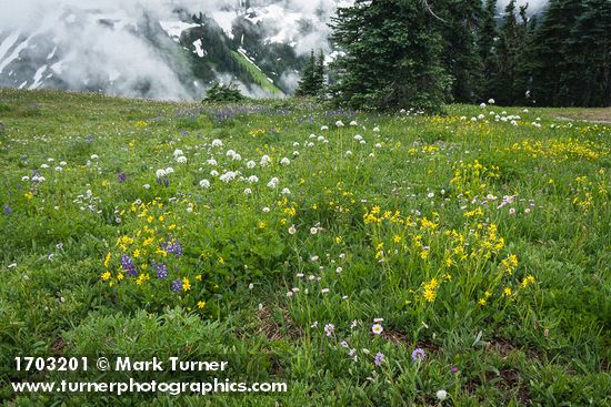 Mountain Arnica, Sitka Valerian, Wandering Daisies, Broadleaf Lupines in meadow