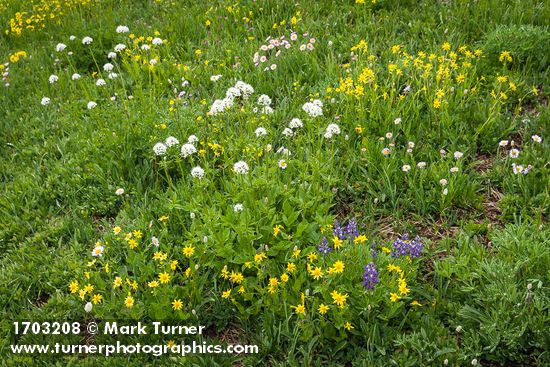 Mountain Arnica, Sitka Valerian, Wandering Daisies, Broadleaf Lupines in meadow