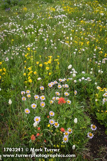 Wandering Daisies, Giant Red Paintbrush, Mountain Arnica, American Bistort in meadow