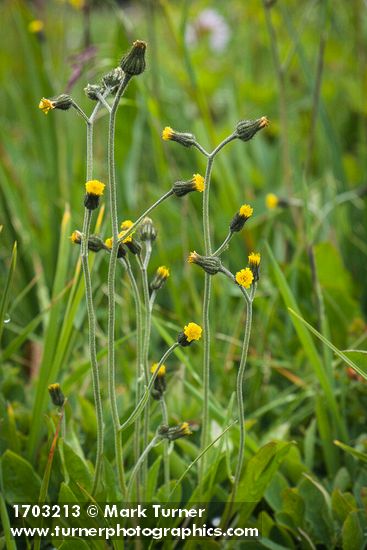 Alpine Hawkweed