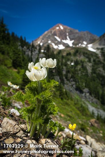 Western Pasqueflowers & Snowpatch Buttercup with Mt. Larrabee soft bkgnd