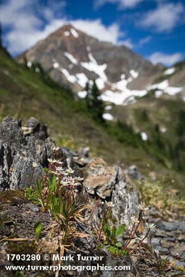 Tolmie's Saxifrage with Mt. Larrabee soft bkgnd