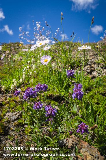 Wandering Daisies, Small-flowered Penstemon, Partridgefoot, Showy Sedge on steep scree slope
