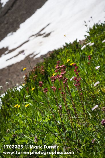 Leatherleaf Saxifrage