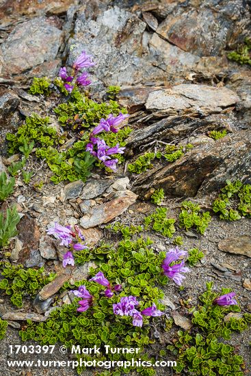 Davidson's Penstemon