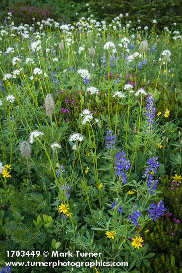 Western Anemone, Sitka Valerian, Mountain Arnica, Broadleaf Lupines, American Bistort, Pink Mountain-heather in subalpine meadow