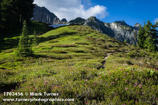 Pink Mountain-heather & Subalpine Fir dot Sedge meadow at Low Pass