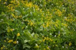 Mountain Arnica among Green Corn Lilies