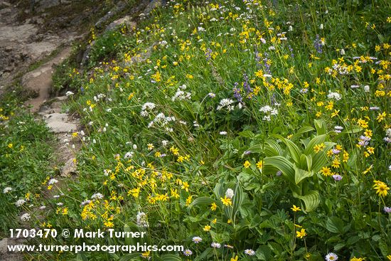 Mountain Arnica, Green Corn Lilies, Sitka Valerian, American Bistort, Broadleaf Lupines frame trail
