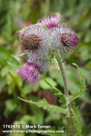 Edible Thistle