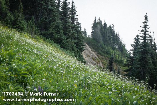 Sitka Valerian, Green Corn Lilies, American Bistort in subalpine meadow