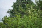 Sitka Valerian, in seed, among Mapleleaf Currant foliage
