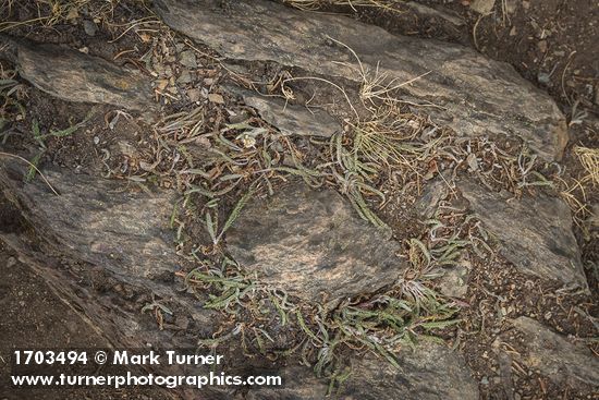 Common Yarrow, drying foliage on rocky slope