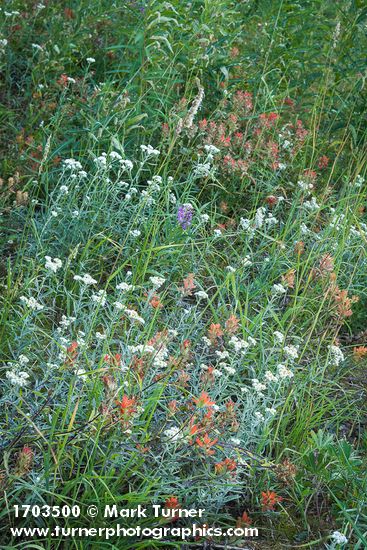 Giant Red Paintbrush & Pearly Everlasting