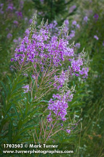 Fireweed