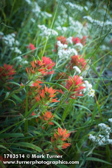 Giant Red Paintbrush & Pearly Everlasting