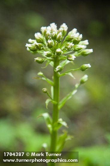Coltsfoot flower buds